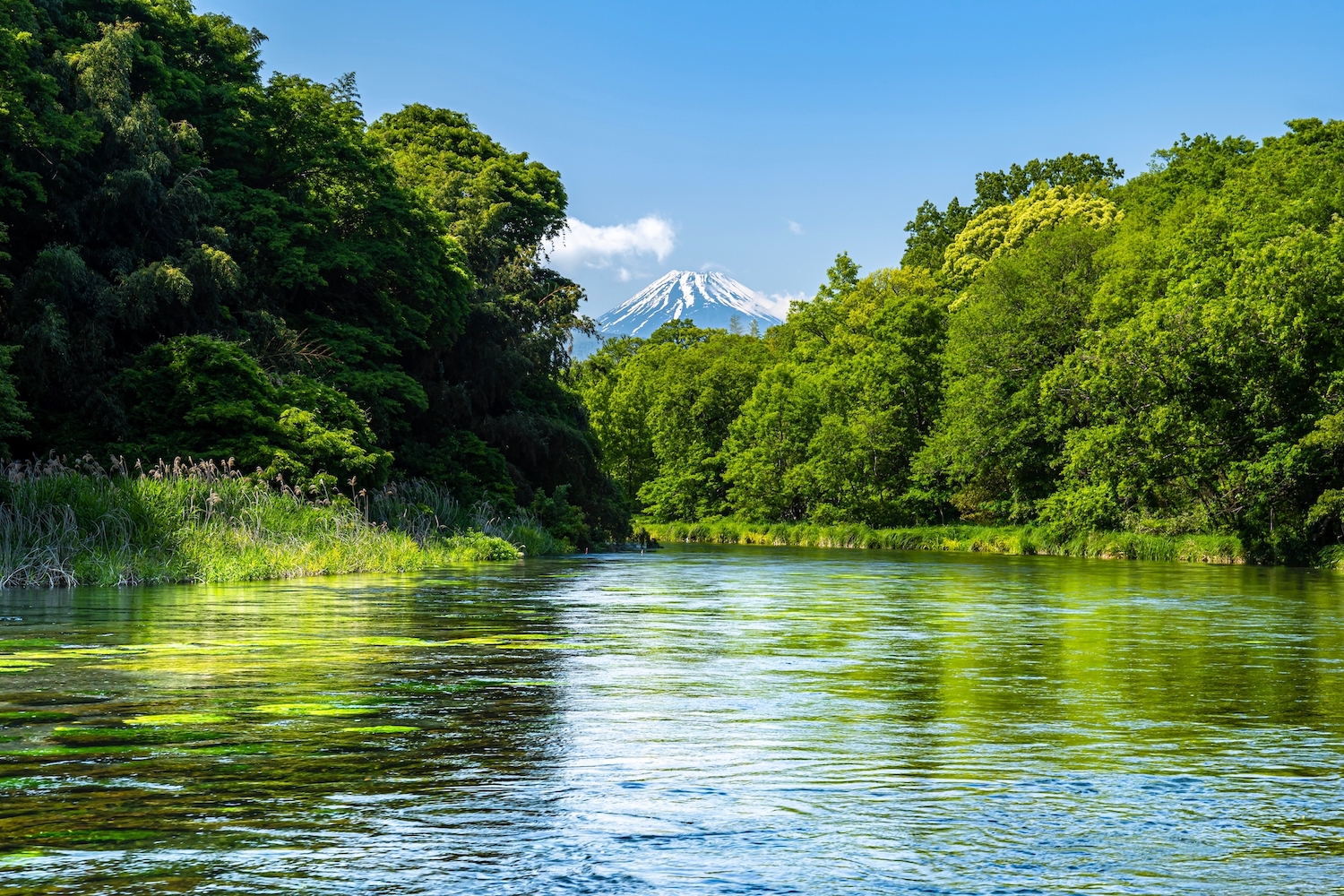完売間近!「今、行きたい!特別割引キャンペーン」ダイヤモンド・プリンセスで行く 北海道と清水・韓国 11日間 (M419) -横浜発着-※船会社特別規定あり