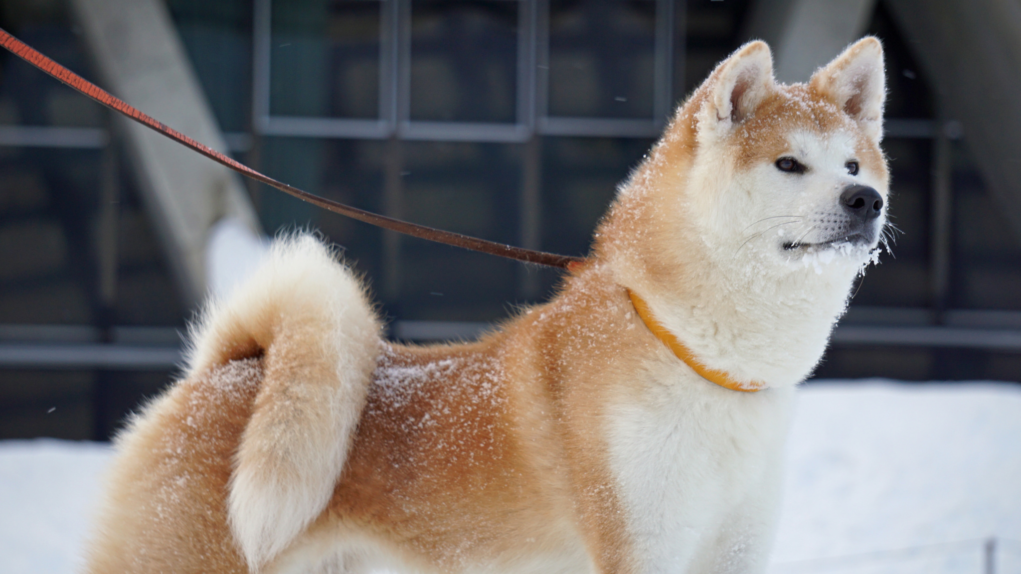 【プラス特典プラン(+85,500円)】ダイヤモンド・プリンセスで行く 輝きの北陸航路と韓国 10日間 B (M629) -横浜発着-