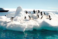 南極写真